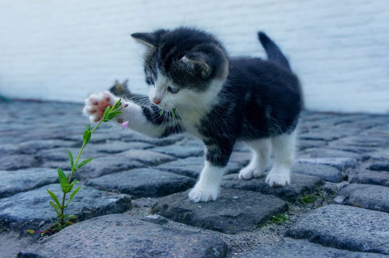 Giresun Kedi Sahiplenme