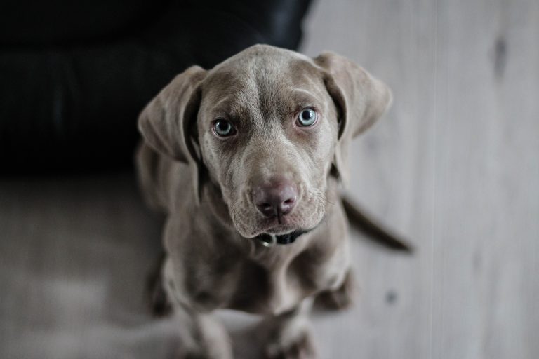 Giresun Köpek Eğitim Merkezi