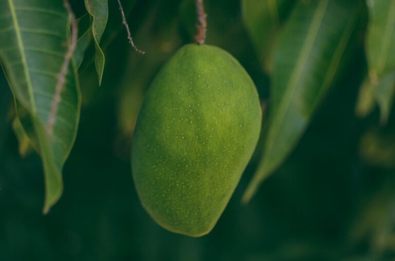 Giresun Mango