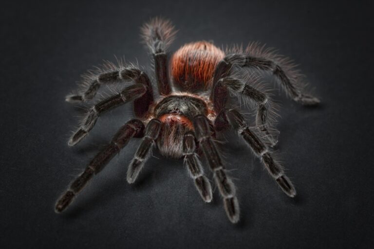 Tarantula