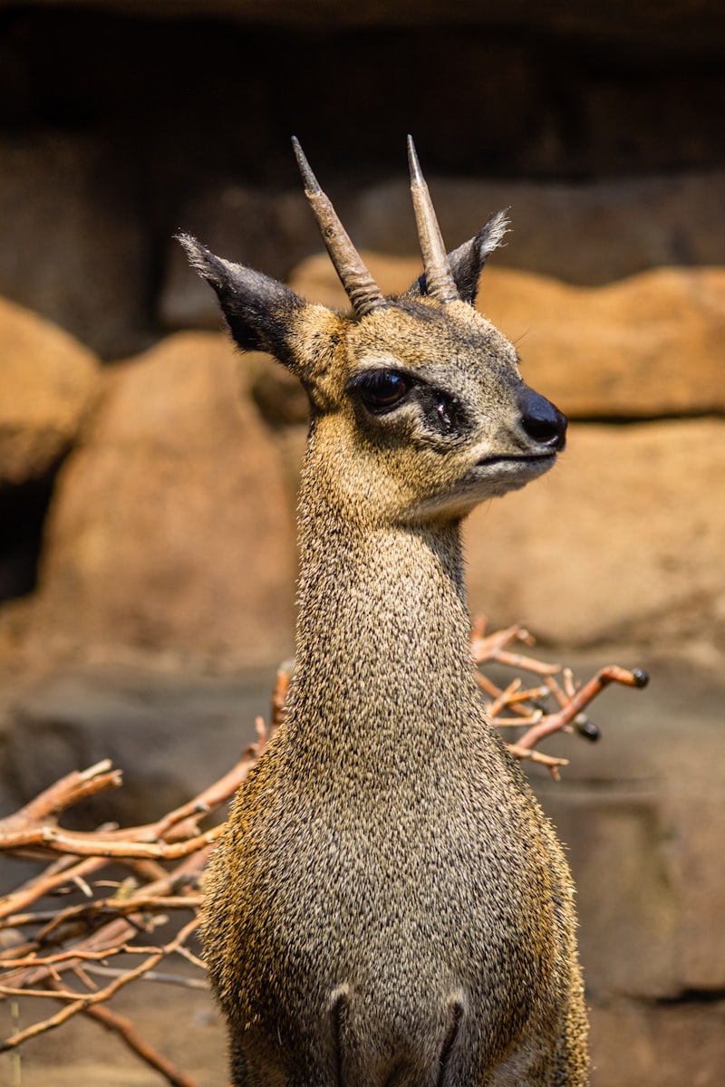 Barbunyanın Yanına Ne Gider? Barbunyanın Yanına Ne Gider?
