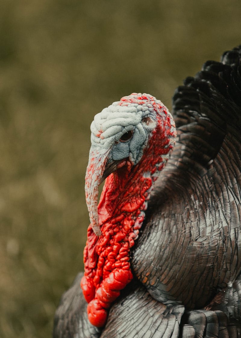 Fırında Patates Yanına Ne Gider?