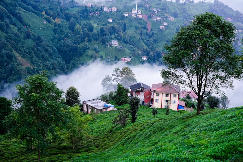 Giresun Rize Arası