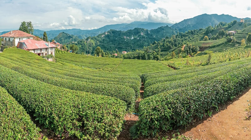 Giresun Rize Arası Kaç Km