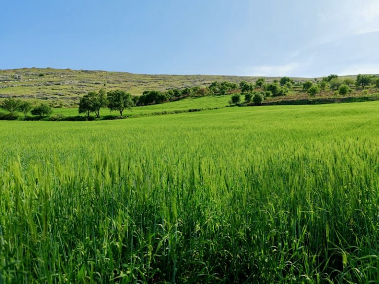 Yeşil Mercimek Çorbasının Yanına Ne Gider?